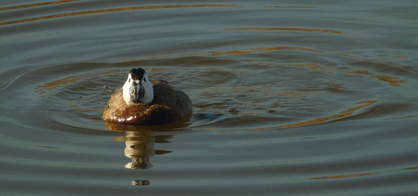 White headed duck in Spain