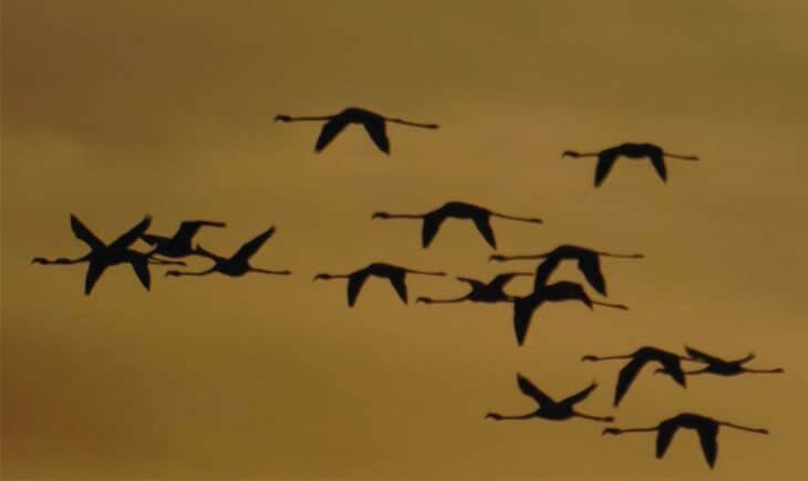 Flamingoes in Fuente de Piedra