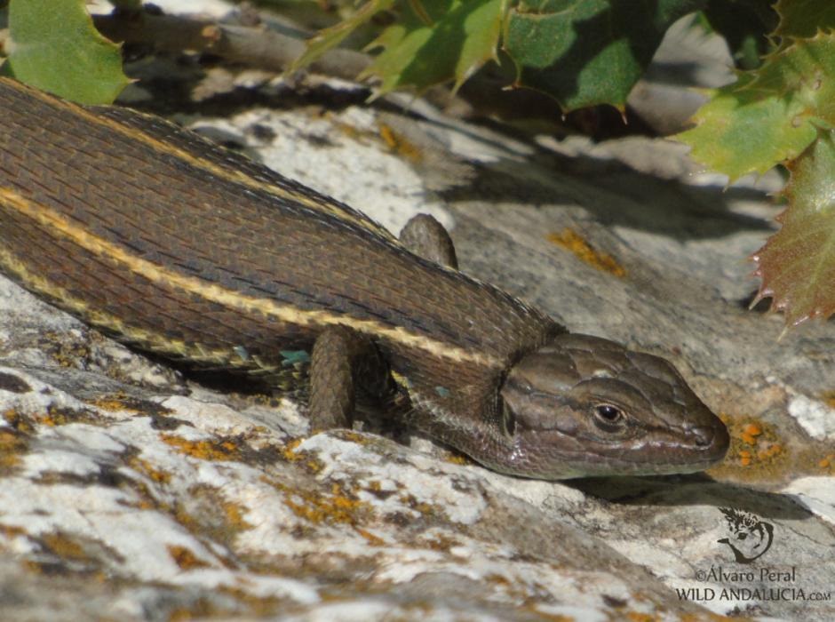 large psammodromus spain