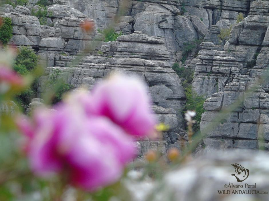 peony birding in el torcal málaga andalucía