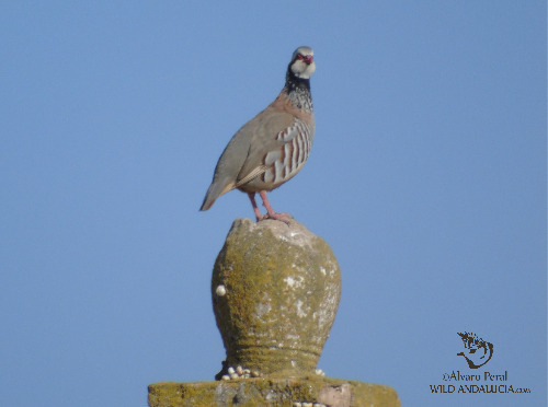 red-legged partridge osuna andalusia birding