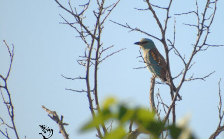 roller carraca roller birding seville