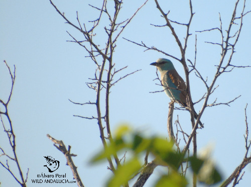 roller carraca roller birding seville