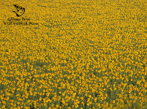 sunflower seville andalusia