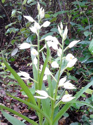 Cephalanthera longifolia