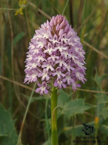 Pyramid orchid