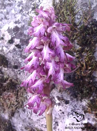 Malaga, Spain. Barlia robertiana