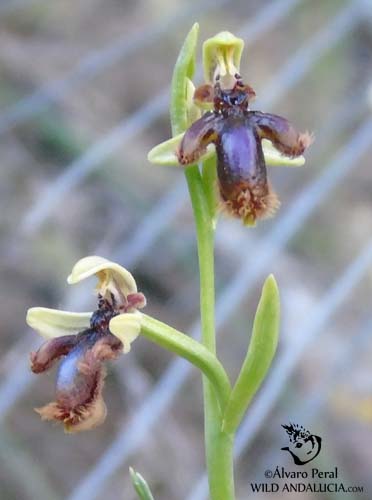Orchid Ophrys speculum lusitanica