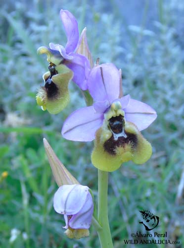 Ophrys tenthredinifera in Andalucia