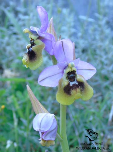  Ophrys tenthredinifera in Andalucia