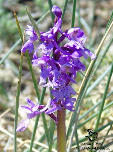 Orchis Olbiensis in Andalucia