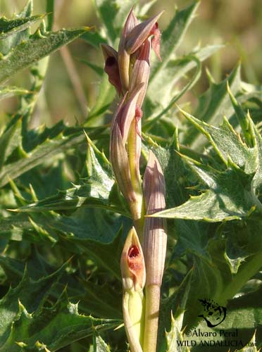 Serapias parviflora in Andalucia, Spain