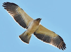 booted eagle in ronda spain