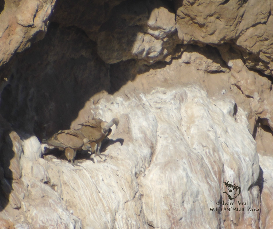 vultures and more raptors during our wild andalucia birding trip