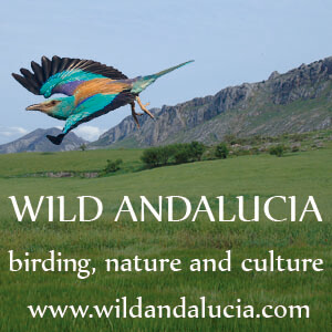 Guided birding in Andalucia