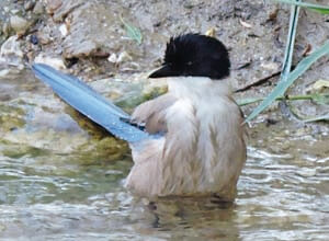 Birding around Malaga