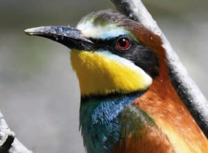 adult bee eater in andalucia