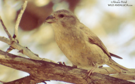 crossbill in el chorro malaga