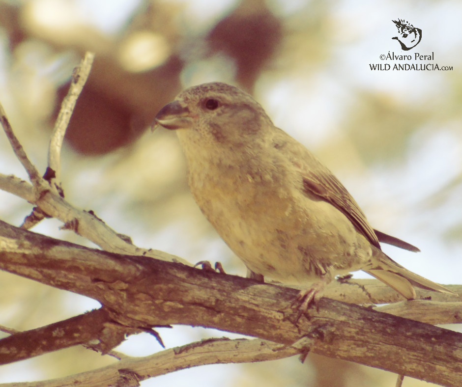 crossbill in el chorro malaga