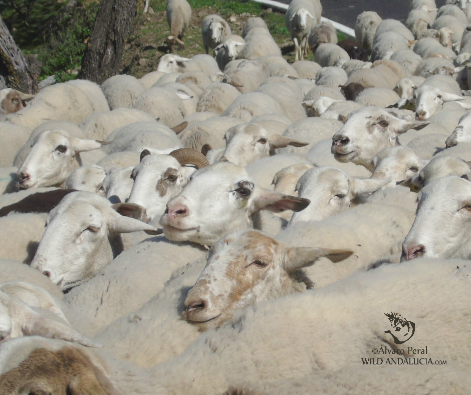 birds and sheeps in Malaga