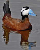 white headed duck and waders in andalucia