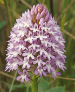 orchids in andalucia spain