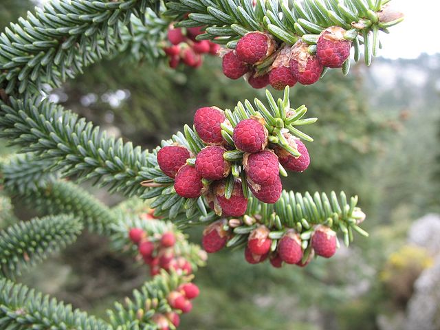 where to find spanish fir pinsapo