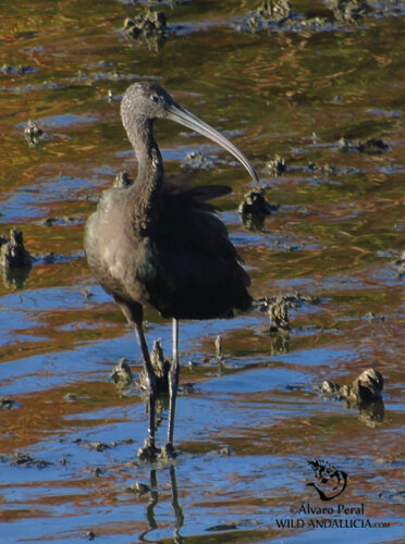 glossy ibis in la mancha spain