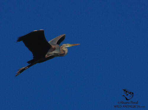 garza imperial en españa, spain