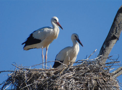 Storks in La Mancha Spain