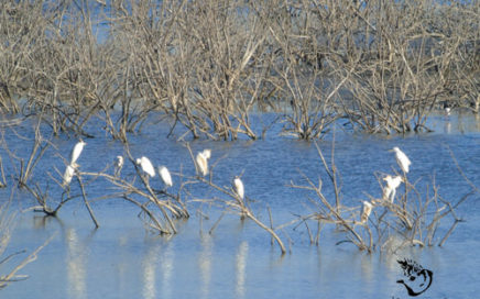 egrets and waterfowl in spain