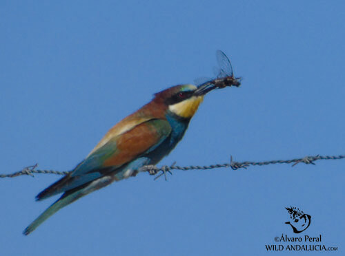 Bee eater in Spain