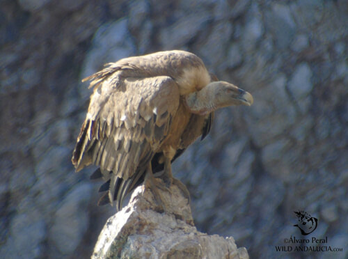 griffon vultures and black vultures in spain