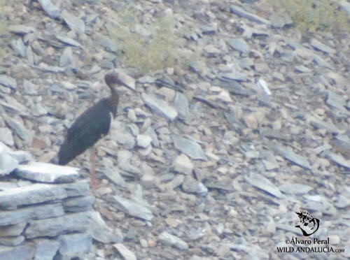 birding in Monfrague black stork in spain