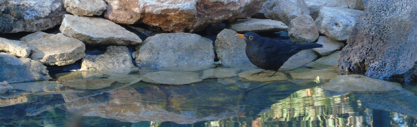 birding pond hide