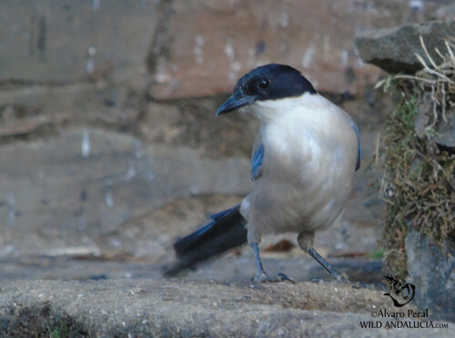 birding in Monfrague iberian magpie in spain