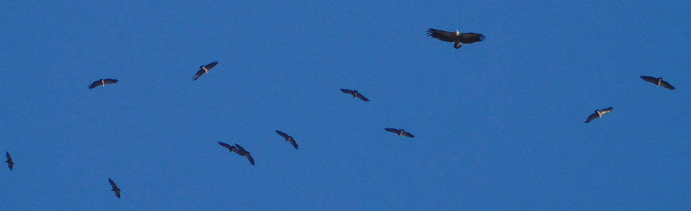 guided nature tours in andalucia