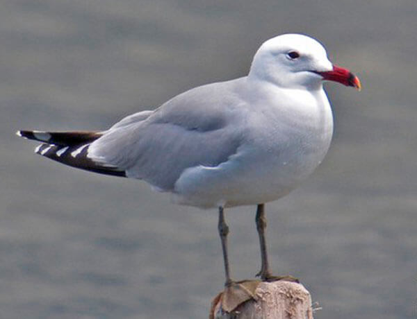 Audouin's Gull in Andalucia
