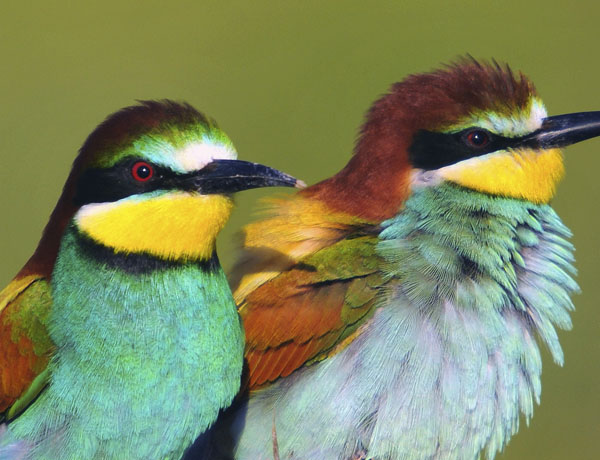 Bird watching in Andalusia