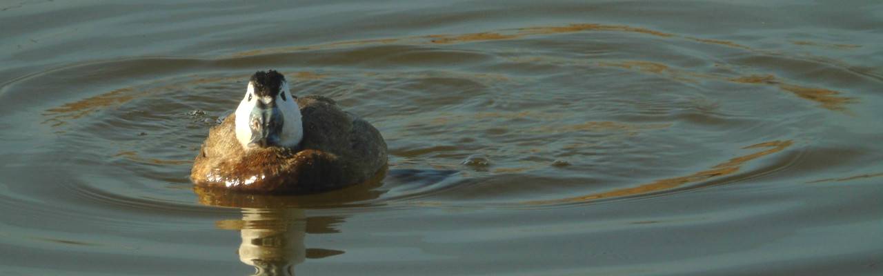 Birding tour for white headed duck in malaga