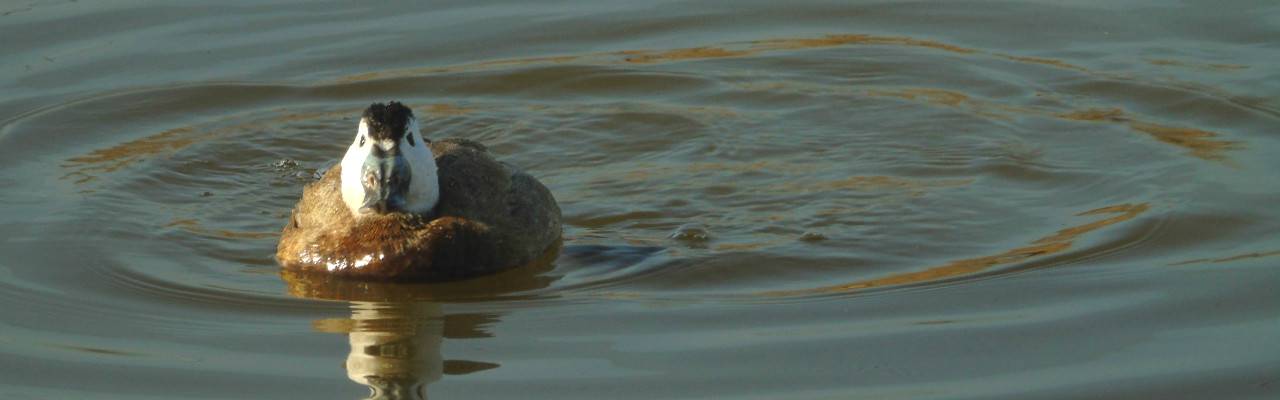 Birding tour for white headed duck in malaga