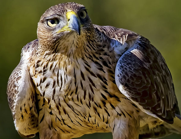 birding tour for bonelli eagle