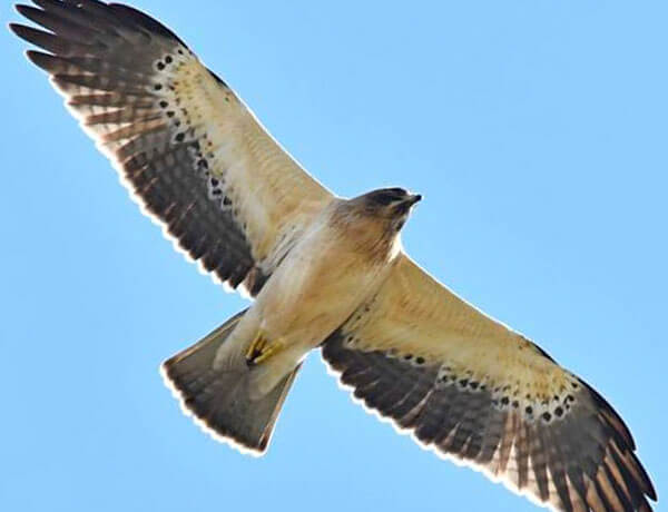 Booted eagle in Andalucia, Spain