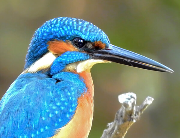 Birdwatching: Common Kingfisher