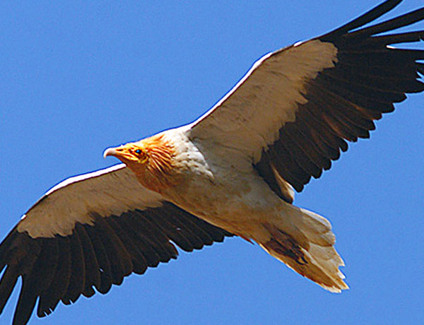 neophron percnopterus in Monfrague extremadura