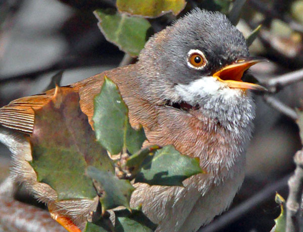 Curruca tomillera en Ronda