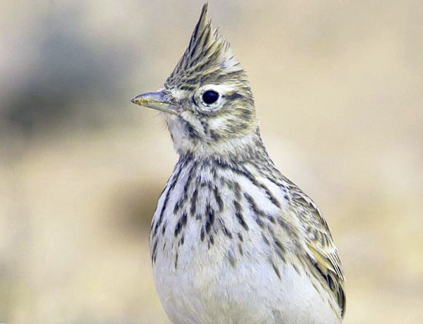 birding in Andalucia we saw a thekla lark