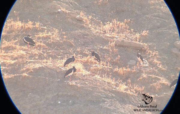 black storks in southern Spain