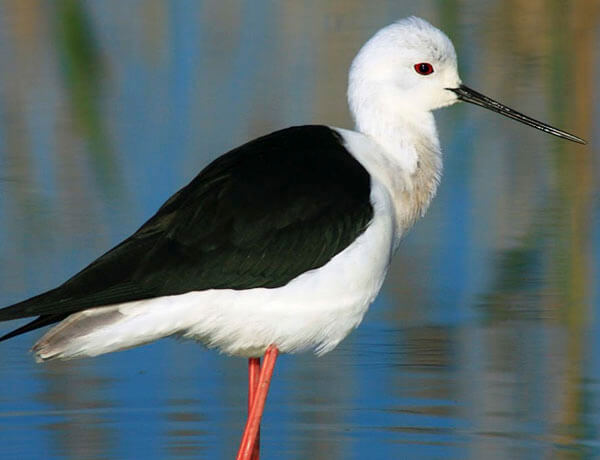 black winged stilt in Malaga