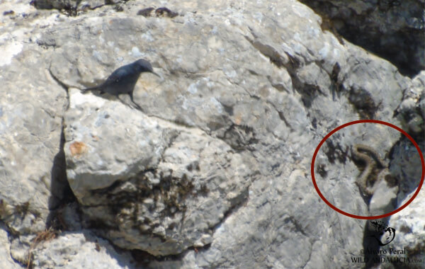 Blue rock thrush - Roquero solitario en el torcal